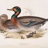 Bimaculated Teal 