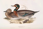 Bimaculated Teal 