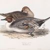 Pintail Duck