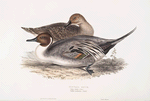 Pintail Duck
