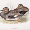 Gadwall 