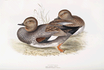 Gadwall 