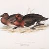 White-eyed, or Castaneous Duck 