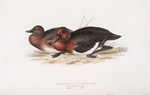 White-eyed, or Castaneous Duck 