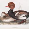 Red-crested Duck 