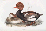 Red-crested Duck 