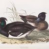 Tufted Duck