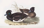 Tufted Duck