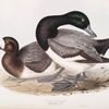 Scaup Pochard 