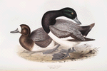 Scaup Pochard 