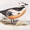 Western Duck 