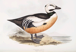 Western Duck 