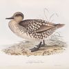 Marbled Duck 
