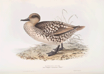 Marbled Duck 