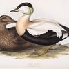 Eider Duck 