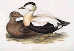 Eider Duck 