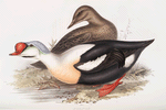 King Duck 