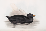 Black Scoter 