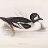 Barrow's Duck 