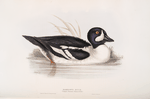 Barrow's Duck 