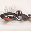 Harlequin Duck 