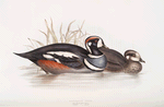 Harlequin Duck 