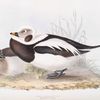 Long-tailed Duck 