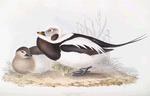Long-tailed Duck 
