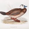 White-headed Duck 