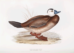 White-headed Duck 