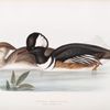 Hooded Merganser 