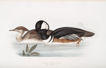 Hooded Merganser 