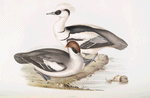 Smew 