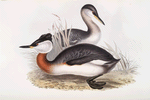 Red-necked Grebe 