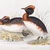 Horned Grebe 