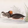 Eared Grebe