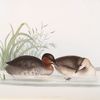 Little Grebe, or Dabchick 