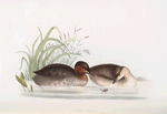 Little Grebe, or Dabchick 