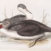 Red-throated Diver 