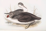 Red-throated Diver 