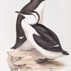 Foolish Guillemot 