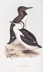 Foolish Guillemot 