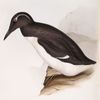 Bridled Guillemot 