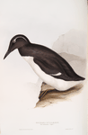 Bridled Guillemot 