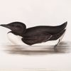 Brunnich's Guillemot 