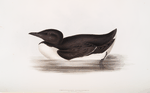 Brunnich's Guillemot 