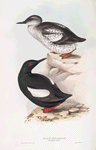 Black Guillemot 