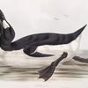 Great Auk 