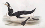 Great Auk 
