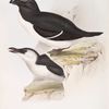 Razor-bill Auk 